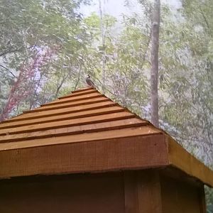 Java Sparrow In Brilliant Birds