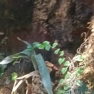 Posion dart frog vivarium in Brilliant Birds