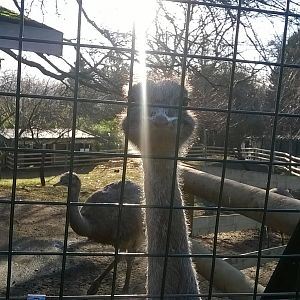 Darwin's rhea