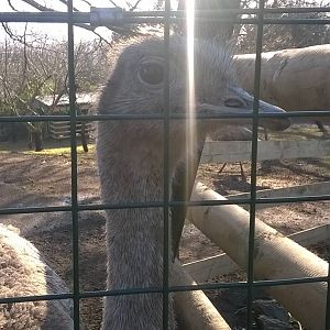 Darwin's rhea