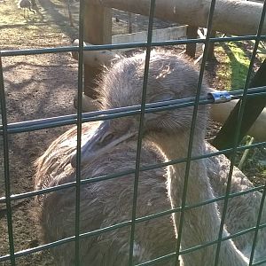Darwin's rhea