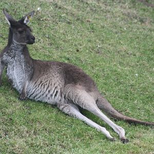 Western Grey Kangaroo, 18th February 2015