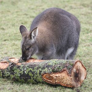 Bennett's Wallaby, 18th February 2015