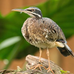 Sun Bittern (Eurypyga helias)
