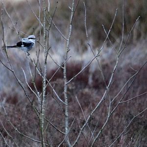 Great Grey Shrike on Beeley Moor, 28/02/15
