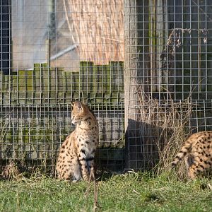 Serval : Hamerton : 18 Jan 2015