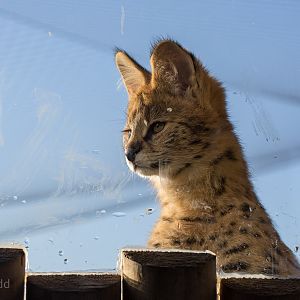 Serval : Hamerton : 18 Jan 2015