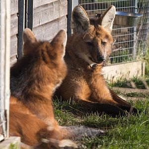 Maned wolf : Hamerton : 18 Jan 2015
