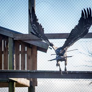 Ruppells griffon vulture : Hamerton : 18 Jan 2015
