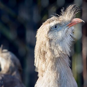 Crested seriema : Hamerton : 18 Jan 2015