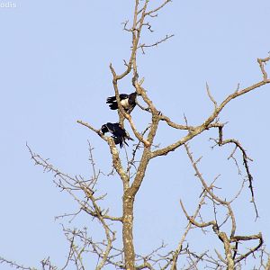 Pied Crows at a Petrol Station between Arusha and Tarangire National Park