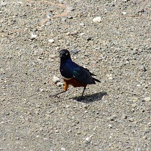 Superb Starling