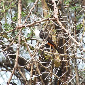 White-headed Buffalo-weaver