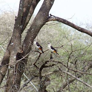 White-headed Buffalo-weavers