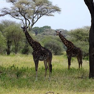 Masai Giraffes