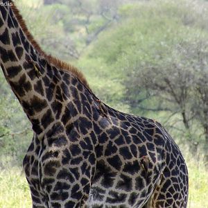Giraffe with Oxpeckers