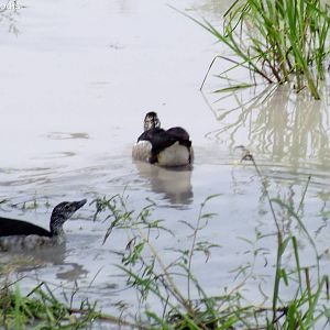 Knob-billed Ducks