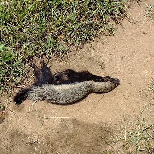 Ratel (aka honey badger) with Porcupine Quill