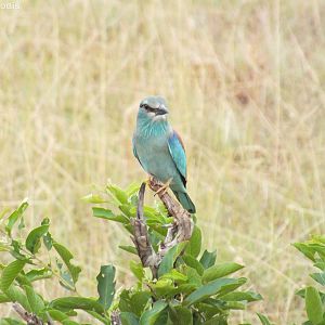 European Roller