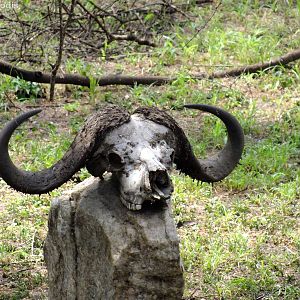 Skull near the Entrance