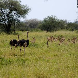 Ostriches and Impala