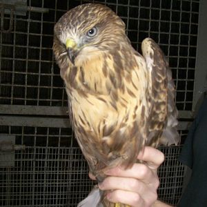 Common buzzard in the Animal hospital