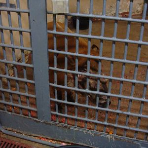 River hog in quarantine area