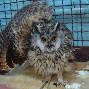 Injured Long-eared owl