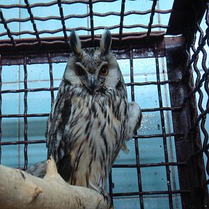 Injured Long-eared owl