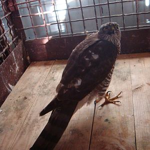 Injured Eurasian sparrowhawk