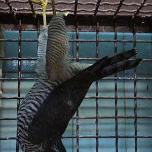 Injured Eurasian sparrowhawk