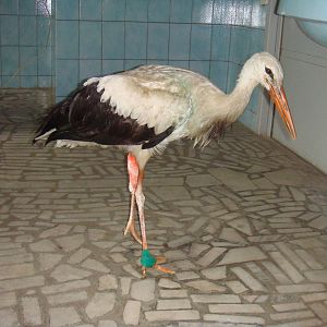 Injured White stork