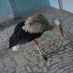 Injured White stork