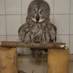 Great grey owl in quarantine area
