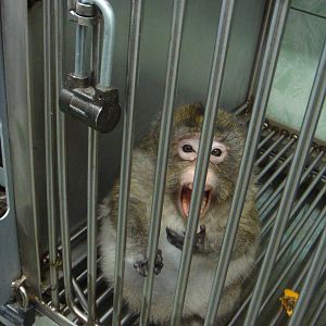 Macaque in quarantine area