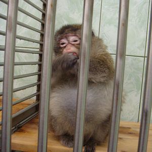Macaque in quarantine area