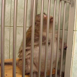 Macaque in quarantine area