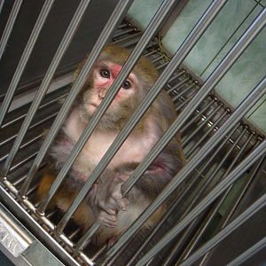 Japanese macaque in quarantine area