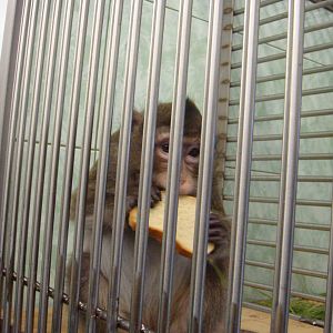 Macaque in quarantine area