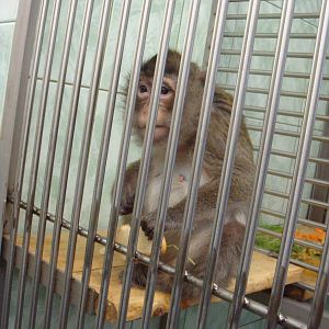 Macaque in quarantine area