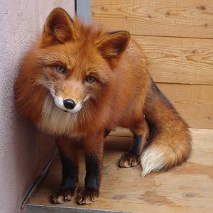 Red fox