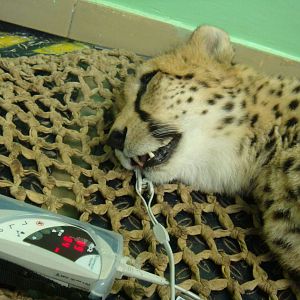 Anaesthetised Cheetah during treatment