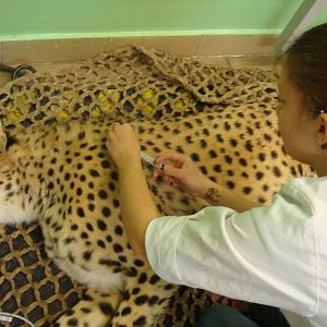 Anaesthetised Cheetah during treatment