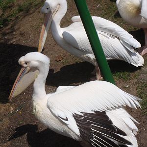 Great white pelicans