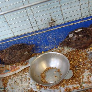 Feeder quails