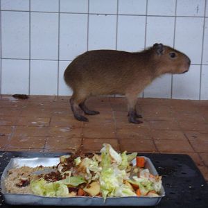 Juvenile Capybara in quarantine area