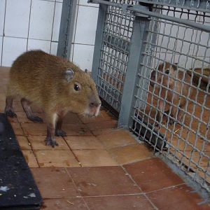 Juvenile Capybaras in quarantine area