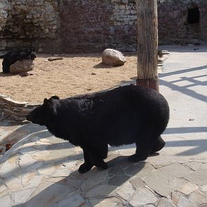 Asian black bear