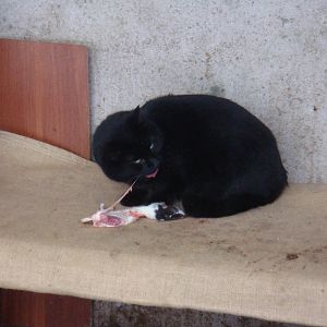 Local cat eats a feeder rat
