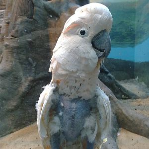 Moluccan cockatoo with feather damaging behaviour